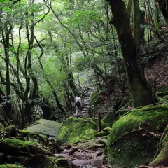 Sendero musgoso en el bosque de Yakushima, donde se dice que se encuentra el Jomon Sugi. Una persona camina por un sendero de piedra y madera.
