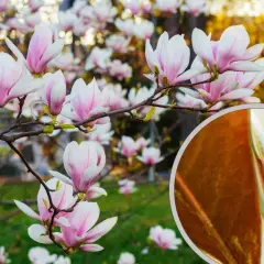 Kwiaty magnolii w pełnym rozkwicie. W powiększeniu widoczny pąk, który może być oznaką chorób magnolii, jeśli nie rozwija się prawidłowo.
