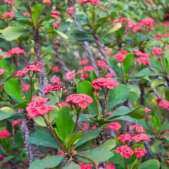 Fiori rosa vivaci su rami spinosi di spina di cristo velenosa, un contrasto affascinante tra bellezza e pericolo.