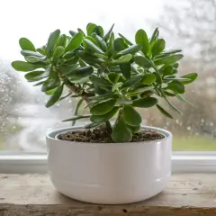 Albero di giada in vaso bianco su davanzale, ideale per capire dove posizionare l'albero di giada in casa per ricevere luce indiretta.
