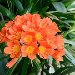 Kwitnąca clivia w intensywnym pomarańczowym kolorze, z żółtym środkiem, otoczona ciemnozielonymi liśćmi.