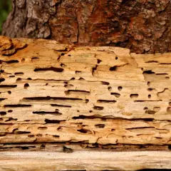 Holzwurm im Brennholz hinterlässt ein Muster aus Gängen und Löchern im Holz.