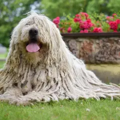 Ein Komondor Hund mit seinem charakteristischen, langen, zotteligen Fell liegt entspannt auf grünem Gras. Im Hintergrund blühen rote Rosen.