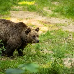 Brązowy niedźwiedź w polskim lesie, szukający pożywienia wśród zieleni.