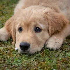 Golden Retriever: Jak kupić szczeniaka? Przewodnik i koszty
