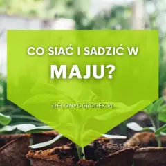 Młode sadzonki w doniczkach, gotowe do posadzenia. Dowiedz się, co siać i sadzić w maju, by cieszyć się obfitymi plonami.