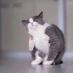 Un chat gris et blanc se gratte l'oreille, cherchant un remède de grand-mère pour ses démangeaisons.