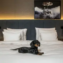 En tax njuter av att bo på hotell med hund. En mysig hotellsäng med en konstnärlig tavla ovanför.