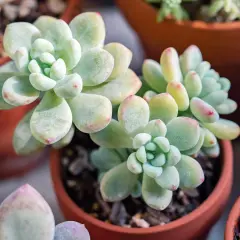 Plante sedum aux feuilles charnues, d'un vert pâle teinté de rose, dans des pots en terre cuite.