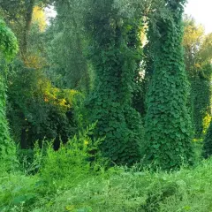 Kudzu na co? Na drzewa, które zamieniły się w zielone kolumny. Wszechobecna roślina tworzy gęsty, bujny dywan.