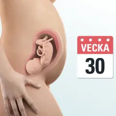 Gravid vecka 30. En illustration visar ett foster i livmodern, med en kalender som visar "Vecka 30".