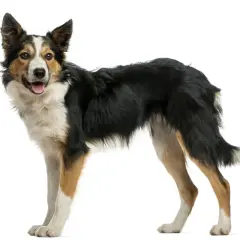 Un Border Collie, chien de catégorie intelligente, pose fièrement, prêt pour l'aventure.