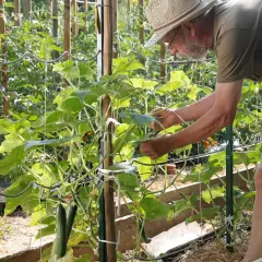 Un jardinier en chapeau de paille s'occupe d'une plante de concombre grimpante, attachant une tige. Des concombres mûrs pendent déjà.
