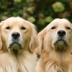 Kiedy rośnie sierść golden retrievera? Kluczowe etapy rozwoju sierści