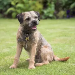 Ein fröhlicher Border Terrier sitzt im Gras und wartet auf sein nächstes Abenteuer.