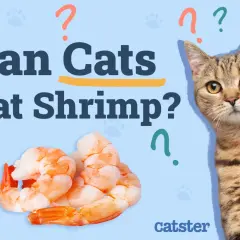 A tabby cat looks curiously at a pile of cooked shrimp, with the text "Can Cats Eat Shrimp?" prominently displayed.