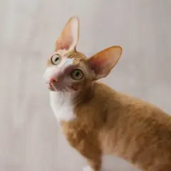 Rudy kot rasy Cornish Rex z dużymi uszami i zielonymi oczami, ciekawy świata. Sprawdź, jaka jest jego cornish rex cena.