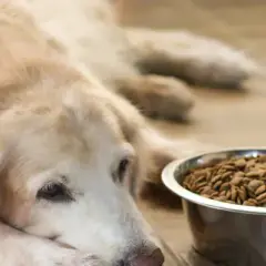 Golden Retriever: Co jeść? Dieta, przepisy i błędy żywieniowe