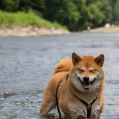 Szczęśliwy pies rasy Shiba Inu pluska się w rzece, ciesząc się wakacjami na Mazurach z psem.