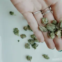 Marihuana w Polsce: Posiadanie, kary, umorzenie. Jak się bronić?