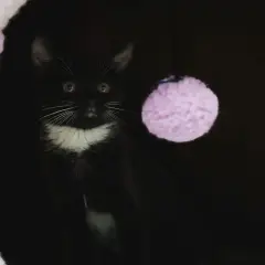 A black and white kitten peeks out from a dark den, a purple pom-pom toy nearby. This scene might evoke feelings of cat separation anxiety, as the kitten seems a bit wary.