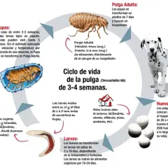 ¿Cuánto miden las pulgas? Tamaños que sorprenden y afectan a tus mascotas