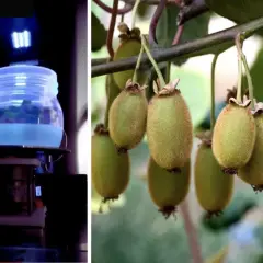 Kiwi maturi su ramo e un barattolo con liquido blu sotto luce UV, parte di un calendario trattamenti kiwi.