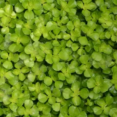 Gęsty dywanik drobnych, zielonych listków Pilea depressa tworzy soczystą, żywą powierzchnię.
