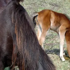 Un poulain brun, à côté de sa mère sombre, mange du crottin dans un pré.