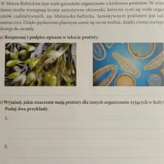 Znaczenie protistów dla organizmów w Bałtyku: kluczowe funkcje i wpływ