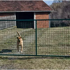 Jaki pies dla dzieci na podwórko – wybierz idealnego towarzysza