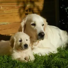 Golden retriever z jednym szczenięciem w miocie, odpoczywają na trawie przy drewnianej ścianie.