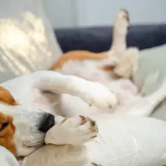 Un perro beagle duerme boca arriba en un sofá, con las patas en el aire. A veces mi perro tiene espasmos cuando duerme, pero parece muy cómodo.
