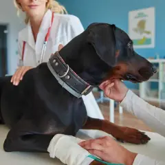 Veterinarios examinan a un Doberman con collar. Se investigan los síntomas de diabetes en perros, como sed excesiva o pérdida de peso.