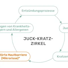Der Juck-Kratz-Zirkel: Entzündungsprozesse führen zu Juckreiz, der Kratzen auslöst. Dies schädigt die Hautbarriere, was wiederum das Eindringen von Erregern begünstigt.