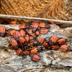 Eine Gruppe leuchtend roter Feuerwanzen krabbelt auf einem Stück Baumrinde im Garten.