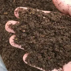 Dłoń trzyma ciemną, wilgotną ziemię. To bogate w składniki odżywcze guano, idealne do nawożenia roślin.