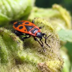 Un insecte gendarme, reconnaissable à sa carapace rouge et noire, se repose sur une plante verte et poilue.