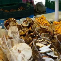 Po ile grzyby na skupie - aktualne ceny i co wpływa na stawki