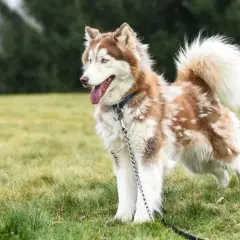 Czy husky szczeka? Odkryj zaskakujące fakty o ich dźwiękach
