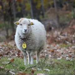 Pecora bianca con targhetta gialla numero 4, in un bosco autunnale. Il suo valore è inestimabile per il pascolo e la lana.