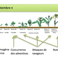Chronologie du stade du colza, de la levée à la formation des siliques, avec les facteurs influençant sa croissance.