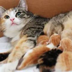 Cuánto dura el embarazo de un gato y qué hacer si se retrasa