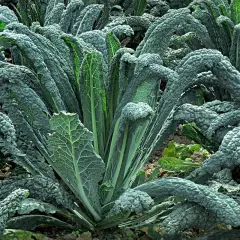 Cavolo nero rigoglioso nel campo, ideale per sapere quando piantare cavolo nero e godere di un raccolto sano.