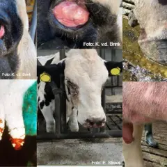 Objawy choroby niebieskiego języka u bydła: zaczerwienione oczy, obrzęk pyska, uszkodzone racice i wymiona.