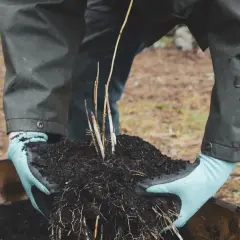 Händer i ljusblåa handskar håller en klump jord med sparrisplantor, redo att plantera sparris i en träbädd.