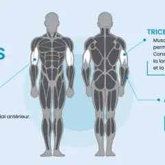 Anatomie des muscles des bras : biceps, triceps et avant-bras.