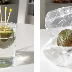 Deux étapes pour faire pousser un avocat : un noyau dans l'eau avec des cure-dents, puis dans un sac plastique avec du papier absorbant.