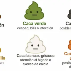 Seis tipos de caca de perro: marrón (normal), verde (infección), negra (sangrado), amarilla (malestar), blanca/grisácea (hígado/calcio) y naranja/rojiza (digestivo).
