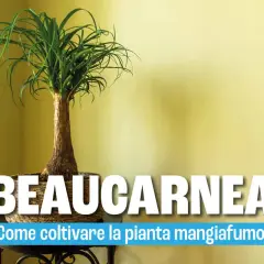 Beaucarnea, la pianta mangiafumo, con il suo tronco bulboso e le lunghe foglie verdi, è facile da curare.